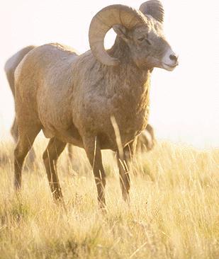 The Rocky Mountain Bighorn Sheep 4.jpg