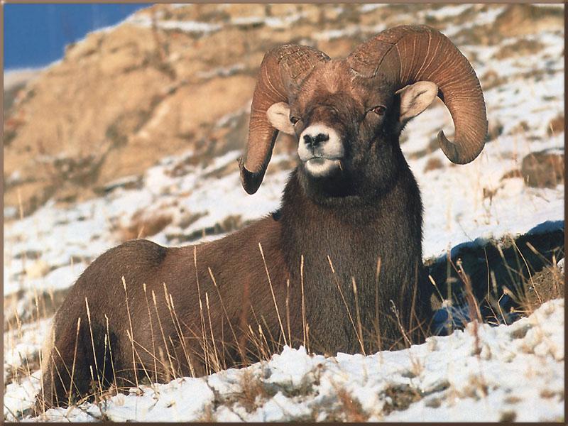 Mountain Bighorn Sheep 27-Sitting on snowhill.jpg