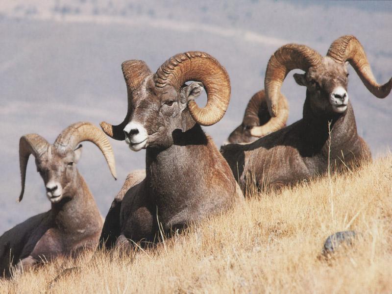 Mountain Bighorn Sheep 29-Herd sitting on hill.jpg