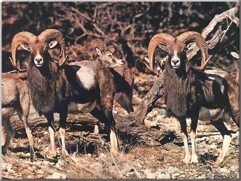 Mouflon Sheep 01-Herd-Closeup.JPG