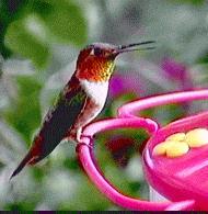 Allen\'s Hummingbird.jpg