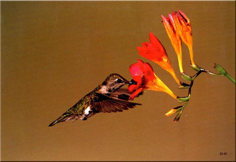 dk 088 Anna\'s Hummingbird.jpg