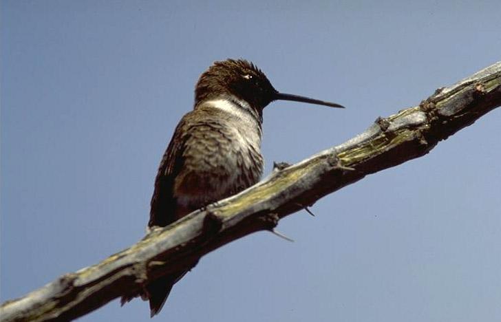 Black-chinned-Hummingbird.jpg