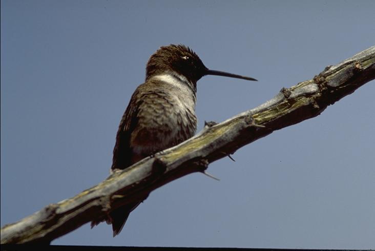 Black-chinned Hummingbird Phoenix AZ.jpg