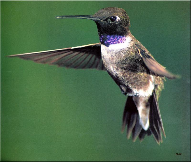 dk 090 Black-chinned Hummingbird.jpg