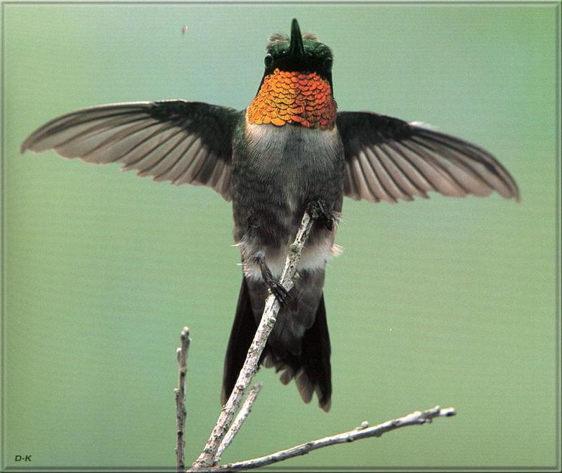 dk 039 Ruby Throated Hummingbird.jpg