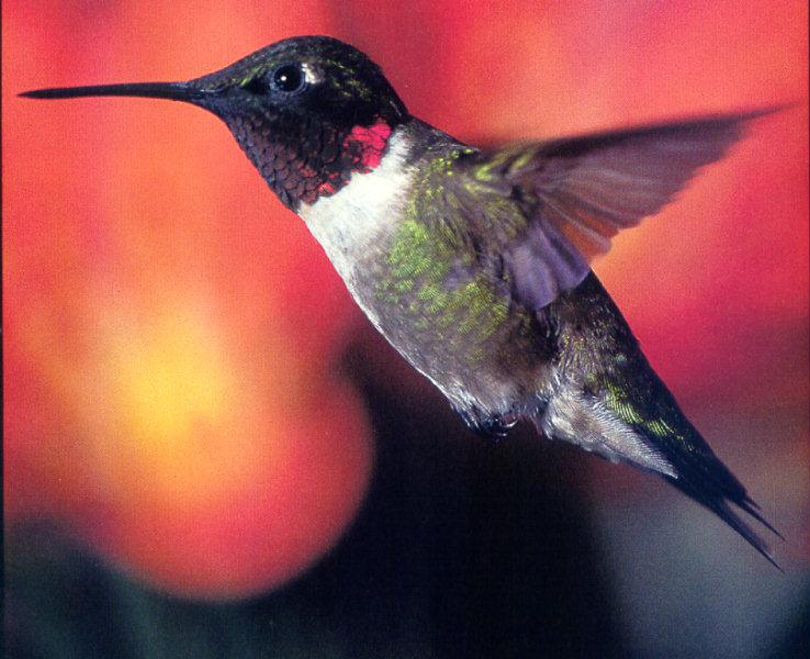 lj Kathleen&Lindsey Brown Ruby throated Hummingbird.jpg