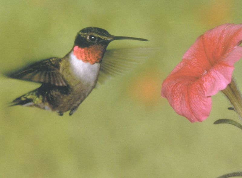 Ruby-throated hummingbird-by Joel Williams.jpg