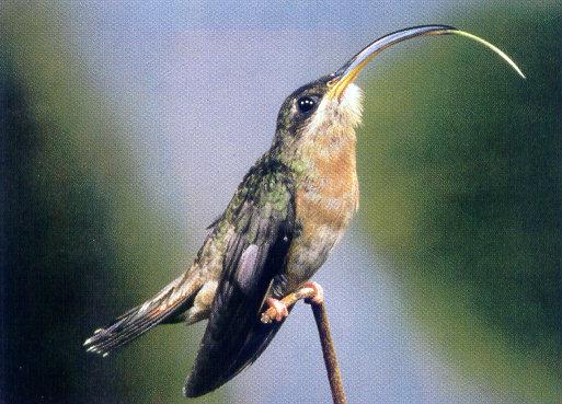 lj Rufous Breasted Hermit Hummingbird.jpg