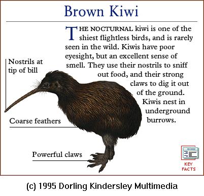DKMMNature-Bird-Brown Kiwi.gif
