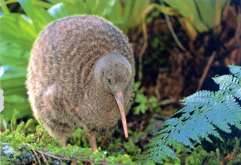 lj Tui DeRoy Great Spotted Kiwi.jpg
