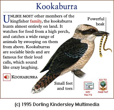 DKMMNature-Bird-Kookaburra.gif