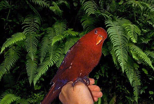 Ferns-Moluccan Lory perching on hand.jpg