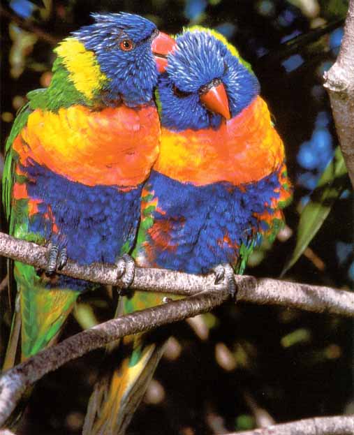 Awhat Bird 16-Rainbow Lorikeets-Pair-On Log.jpg