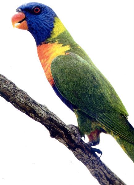 lj Rainbow Lorikeet-New Guinea.jpg