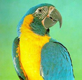 bluethroat CU-Blue-throated Macaw-closeup.jpg