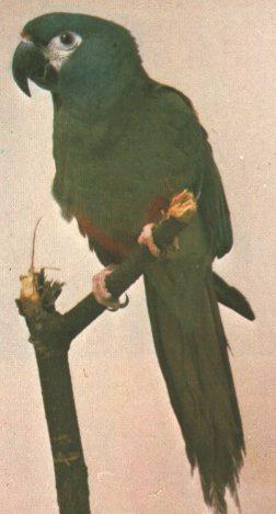 Illiger\'s macaw.jpg
