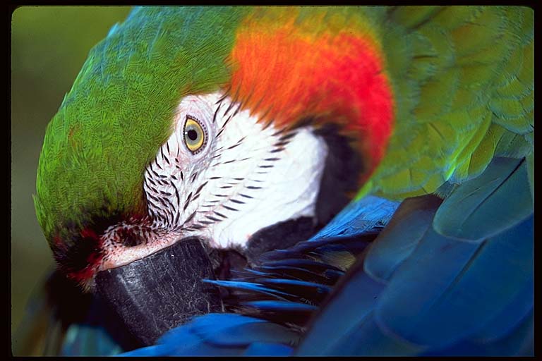 parrot jungle-folded-24-Catalina Macaw.jpg