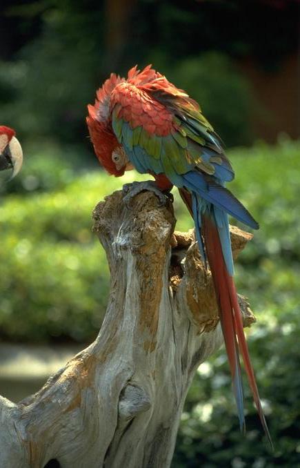 012 119-Green-winged Macaw-perching on tree.jpg