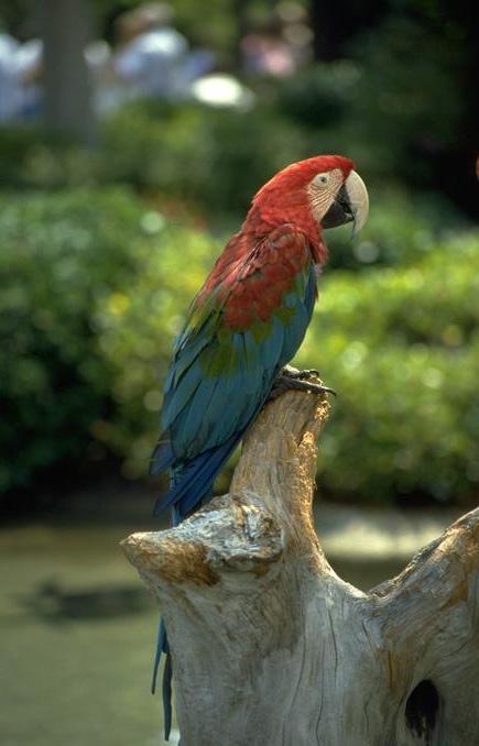 013 119-Green-winged Macaw-perching on log.jpg