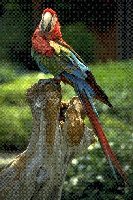 4 016-Green-winged Macaw-perching on log.jpg