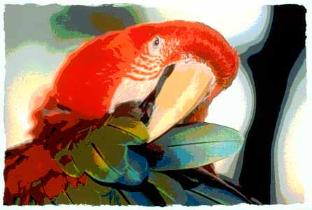 4443L-Green-winged Macaw.jpg