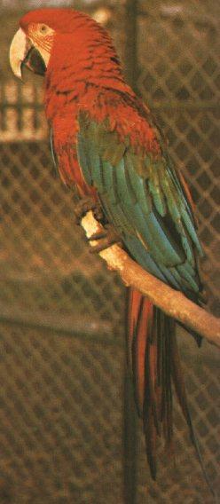 Green-winged Macaw.jpg