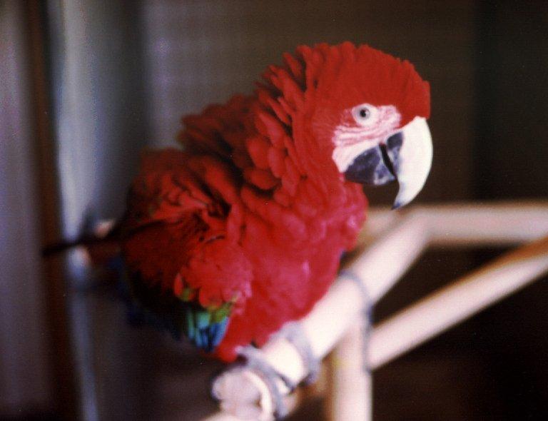 Green-winged Macaw A 001.jpg