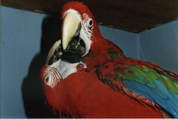 Green-winged Macaw AK 002-pair kissing.jpg