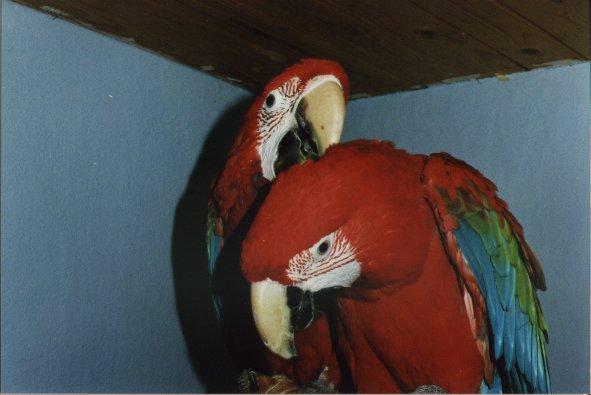 Green-winged Macaw AK 003-pair.jpg