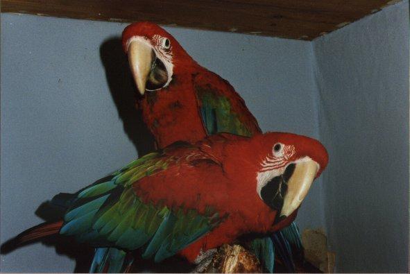 Green-winged Macaw AK 004-pair.jpg