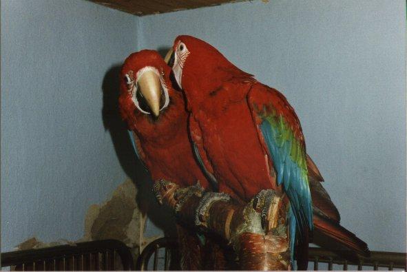 Green-winged Macaw AK 006-pair.jpg