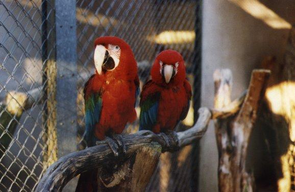 Green-winged Macaw XX 005-pair in cage.jpg