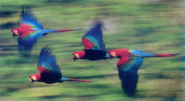 lj Rainforest Flight-Costa Rica.jpg