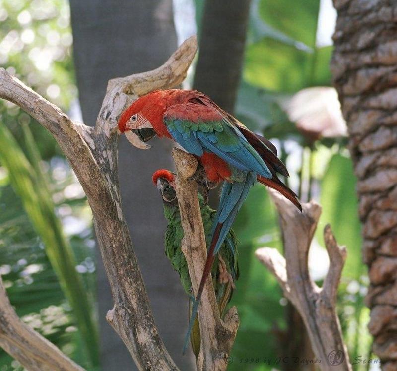 Macaw00L-Green-winged Macaw-and-Military Macaw-SanDiegoZoo.jpg
