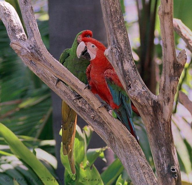 Macaw02L-Green-winged Macaw-and-Military Macaw-SanDiegoZoo.jpg