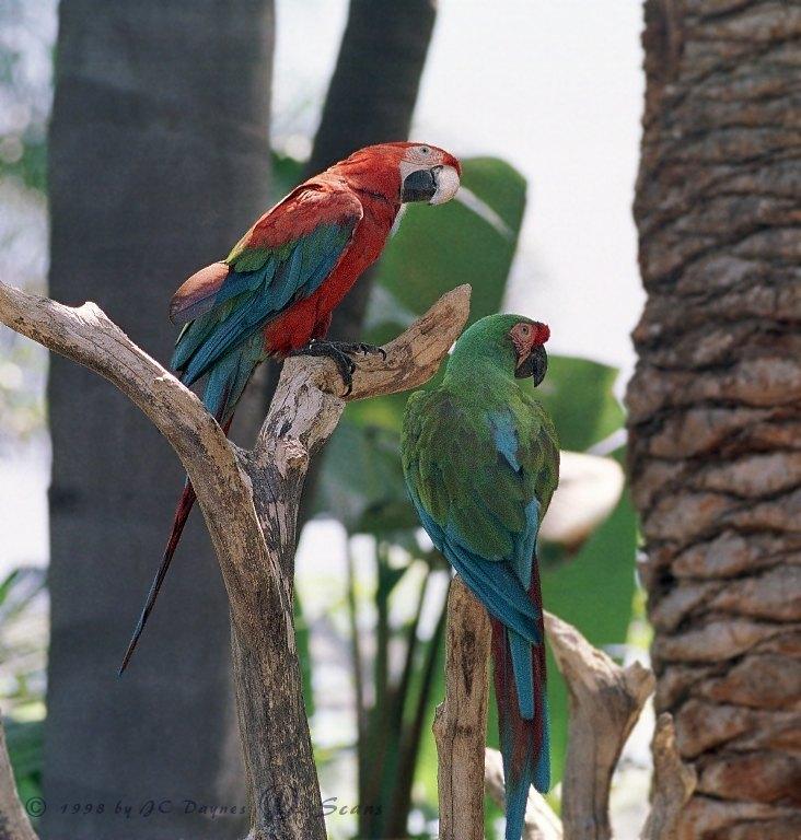 Macaw05L-Green-winged Macaw-and-Military Macaw-SanDiegoZoo.jpg