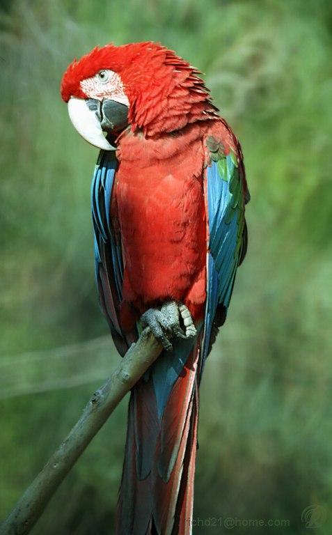 mcawm1l-Green-winged Macaw-on branch tip.jpg