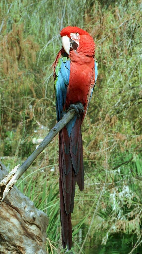 mcawm3l-Green-winged Macaw-on branch tip.jpg