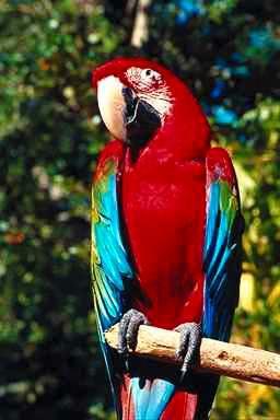 Papegoja2-Green-winged Macaw-perching on branch.jpg