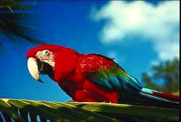 Papegoja8-Green-winged Macaw-perching on leaf.jpg