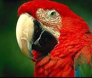 Papegoja9-Green-winged Macaw-face closeup.jpg