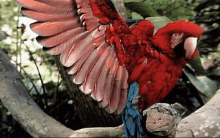 parrot001-Green-winged Macaw.jpg