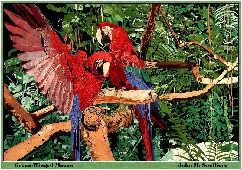 p-bwa-05-Green-winged Macaws-Painting by John M Soulliere.jpg