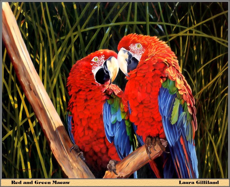p-bwa-36-Green-winged Macaws-painting by Laura Gilliland.jpg