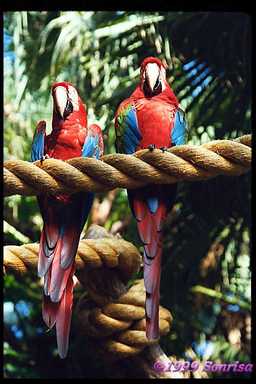 r0098p08-Green-winged Macaws.jpg