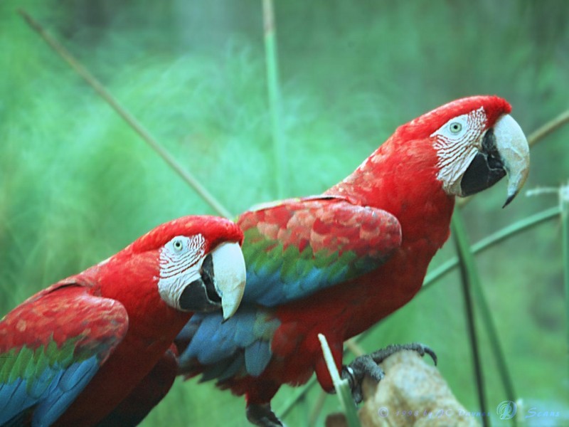 wap09l-Green-winged Macaws-pair closeup.jpg