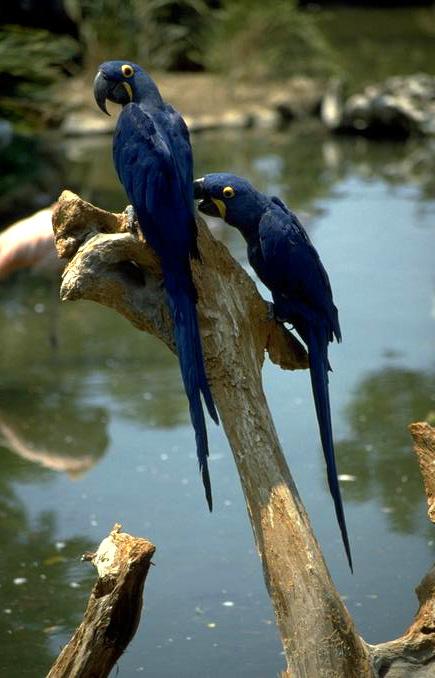 019 119-Hyacinth Macaws-pair on old log.jpg