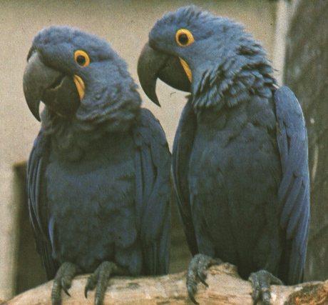 Hyacinth Macaw 0.jpg