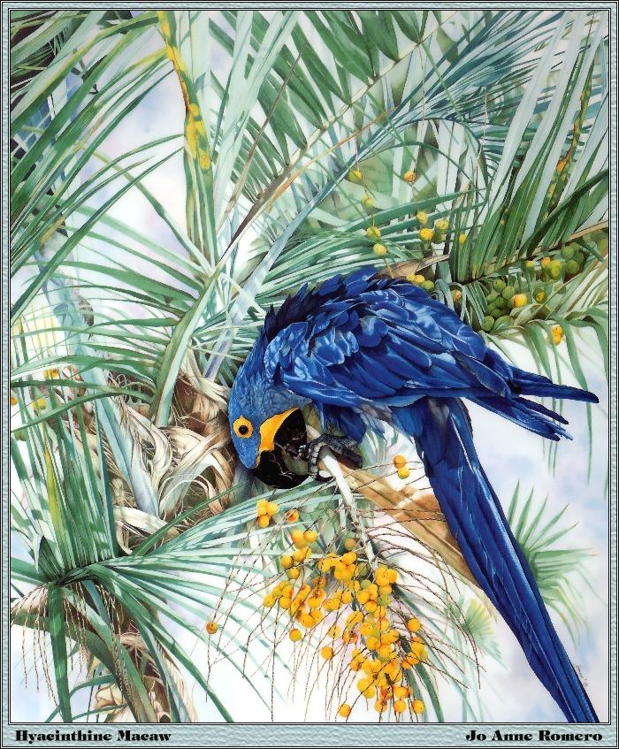 p-bwa-08-Hyacinthine Macaw-Painting by Jo Anne Romero.jpg
